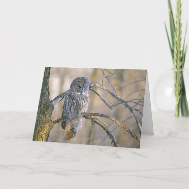 Canada, Quebec. Great grey owl perched on tree Card (Front)