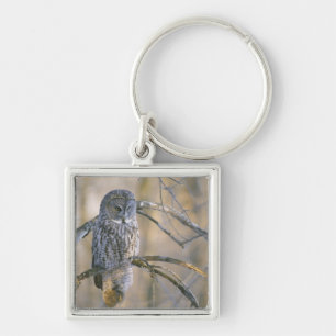 Canada, Quebec. Great grey owl perched on tree Keychain