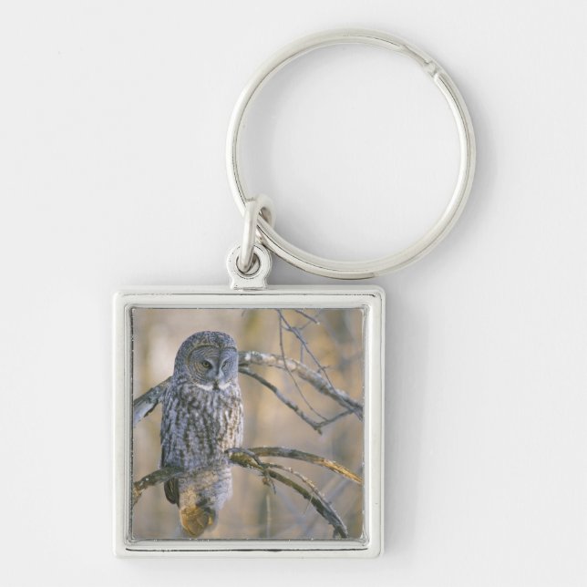 Canada, Quebec. Great grey owl perched on tree Keychain (Front)