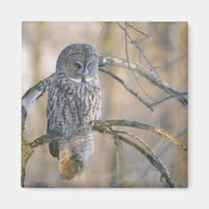 Canada, Quebec. Great grey owl perched on tree Magnet