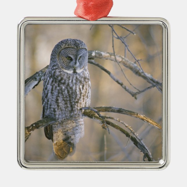 Canada, Quebec. Great grey owl perched on tree Metal Ornament (Front)