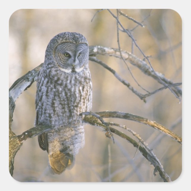 Canada, Quebec. Great grey owl perched on tree Square Sticker (Front)