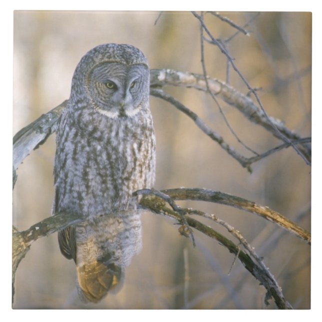 Canada, Quebec. Great grey owl perched on tree Tile (Front)