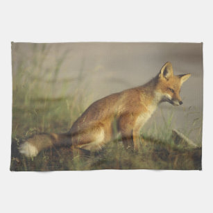 Canada, Quebec. Red fox cub at sunrise. Credit Kitchen Towel