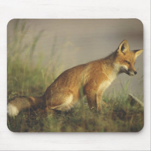 Canada, Quebec. Red fox cub at sunrise Mouse Pad