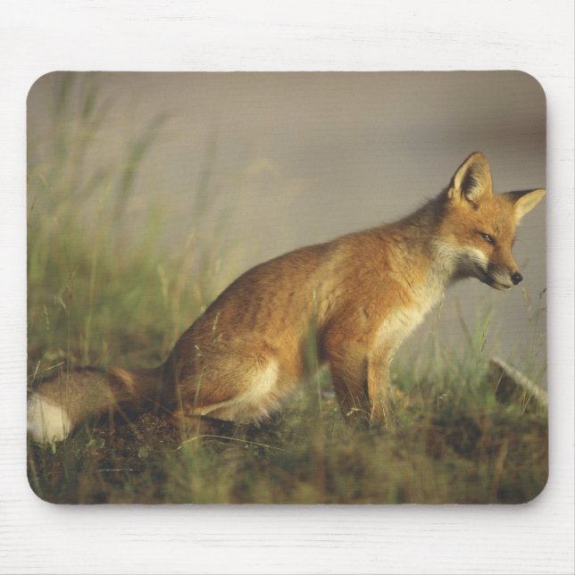 Canada, Quebec. Red fox cub at sunrise Mouse Pad (Front)