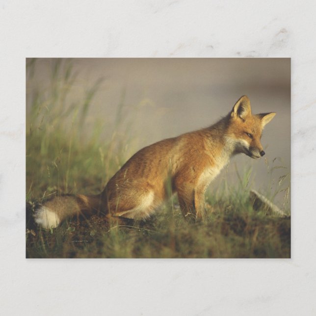 Canada, Quebec. Red fox cub at sunrise Postcard (Front)