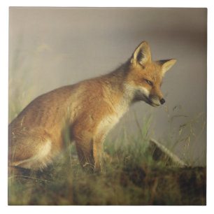 Canada, Quebec. Red fox cub at sunrise Tile