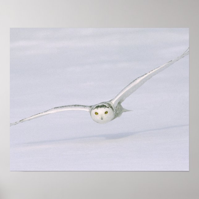 Canada, Quebec. Snowy owl flies low over snow. Poster (Front)