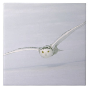 Canada, Quebec. Snowy owl flies low over snow. Tile