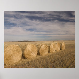 Canada, Saskatchewan, Craik: Hayrolls / Autumn Poster