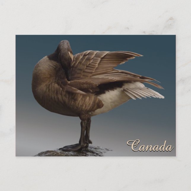 Canada Souvenir Postcards Canada Geese Cards (Front)