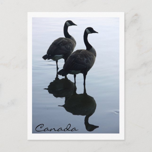 Canada Souvenir Postcards Canada Geese Cards (Front)
