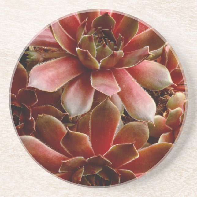 Canada, . Succulent plant Coaster (Front)