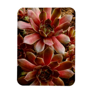 Canada, . Succulent plant Magnet