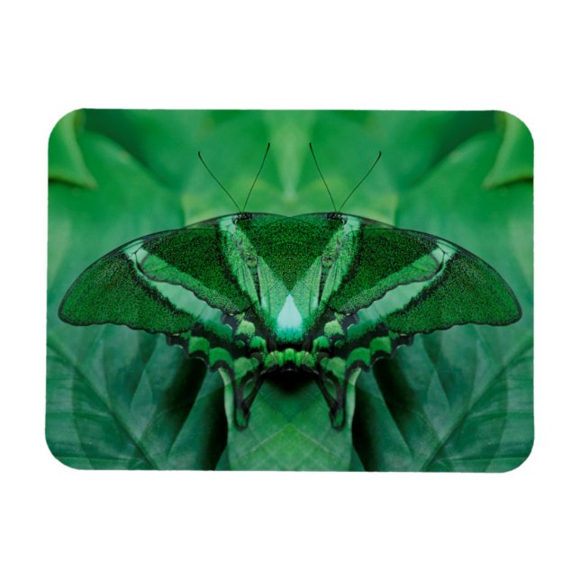 Canada, Victoria, Victoria Butterfly Gardens Magnet (Horizontal)