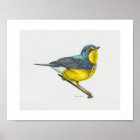 Canada Warbler Art Print