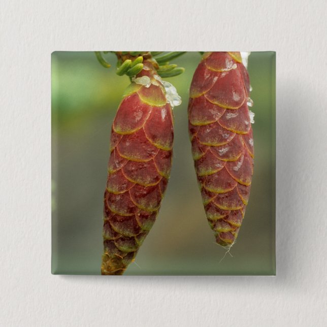 Canada, Yukon, Black Spruce Cones 2 Inch Square Button (Front)