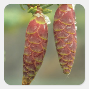Canada, Yukon, Black Spruce Cones Square Sticker