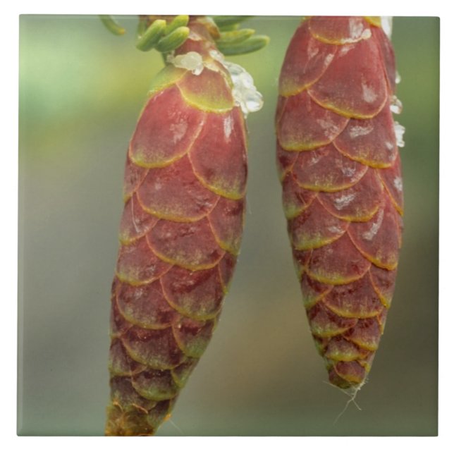 Canada, Yukon, Black Spruce Cones Tile (Front)