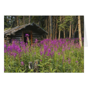 Canada, Yukon, Ross River area, Abandoned cabin