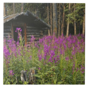 Canada, Yukon, Ross River area, Abandoned cabin Tile