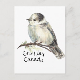 Canada's National Bird Gray Grey Jay, Whiskey Jack Postcard