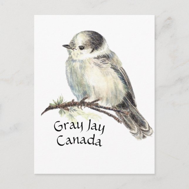 Canada's National Bird Gray Grey Jay, Whiskey Jack Postcard (Front)