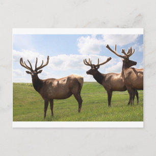 Canadian Bull Elk trio Postcard
