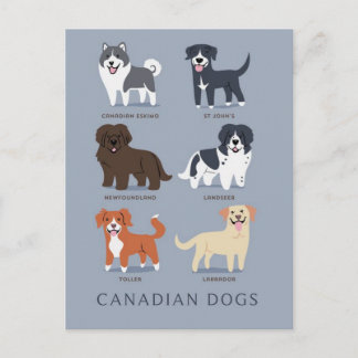 Canadian Dogs Postcard