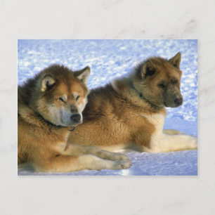 Canadian Eskimo sled dogs Postcard