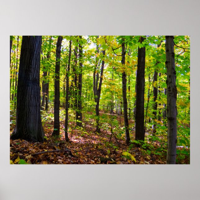 Canadian Forest In The Sunlight Poster (Front)