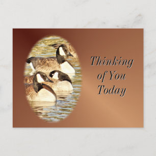 Canadian Geese blank Postcard- customize Postcard