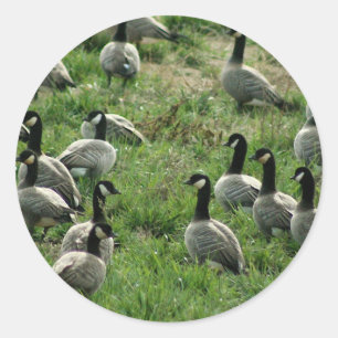 Canadian geese classic round sticker