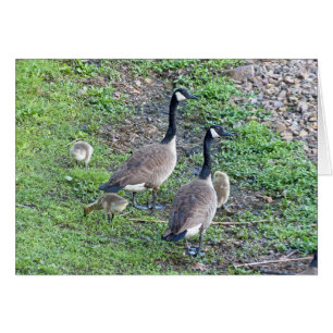 Canadian Geese Family