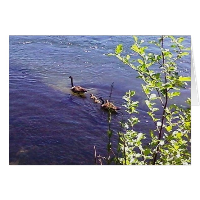 Canadian Geese Family (Front Horizontal)
