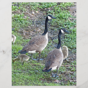 Canadian Geese Family