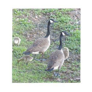 Canadian Geese Family Notepad