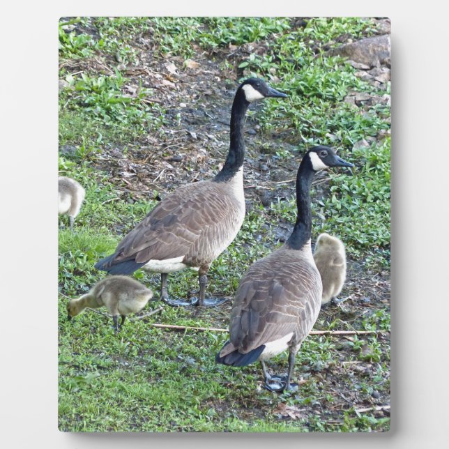 Canadian Geese Family Plaque (Front)