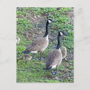 Canadian Geese Family Postcard