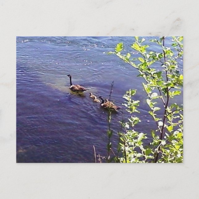 Canadian Geese Family Postcard (Front)