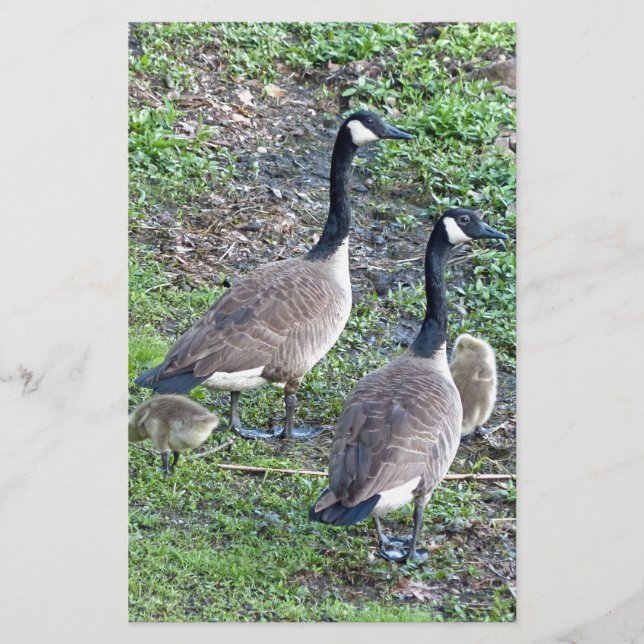 Canadian Geese Family Stationery (Front)