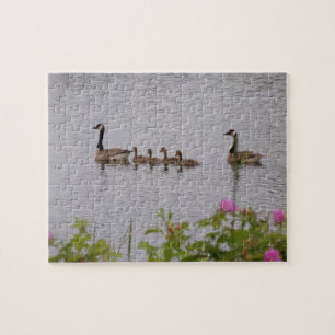 Canadian Geese Family Swimming Jigsaw Puzzle