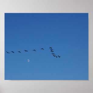 Canadian geese in flight poster