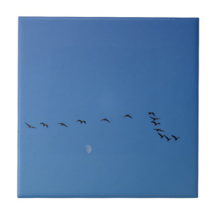 Canadian geese in flight        tile