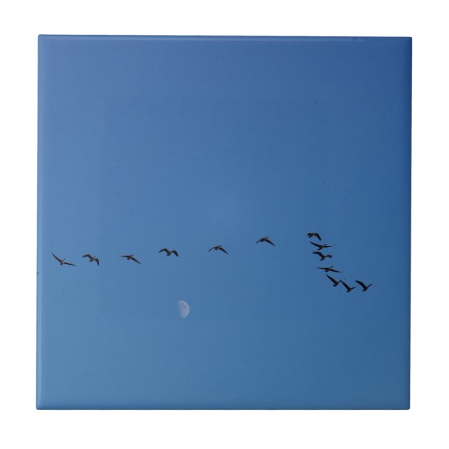 Canadian geese in flight        tile (Front)