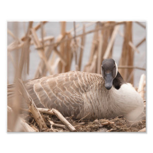 Canadian Geese Nesting Photo Print