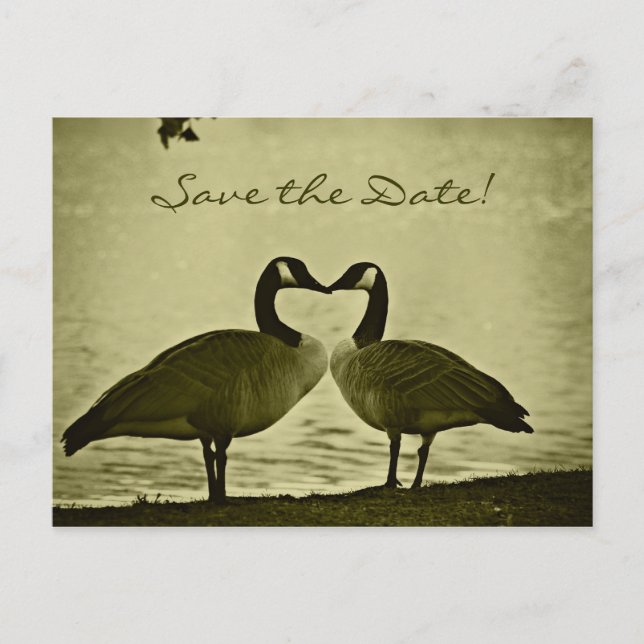 Canadian Geese Photo Announcement Postcard (Front)