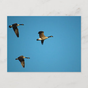 Canadian Geese  Postcard