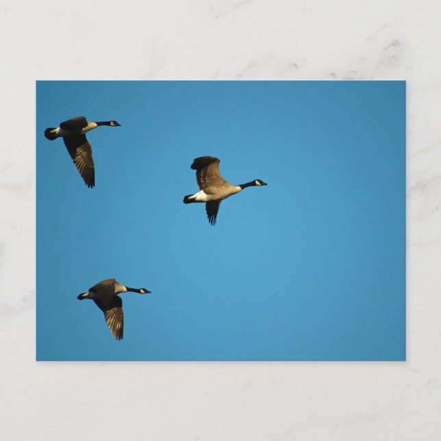 Canadian Geese  Postcard (Front)